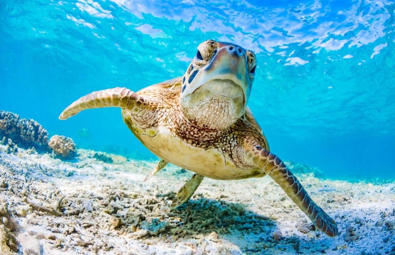 Seaturtle Apartamento Clifton Beach Exterior foto